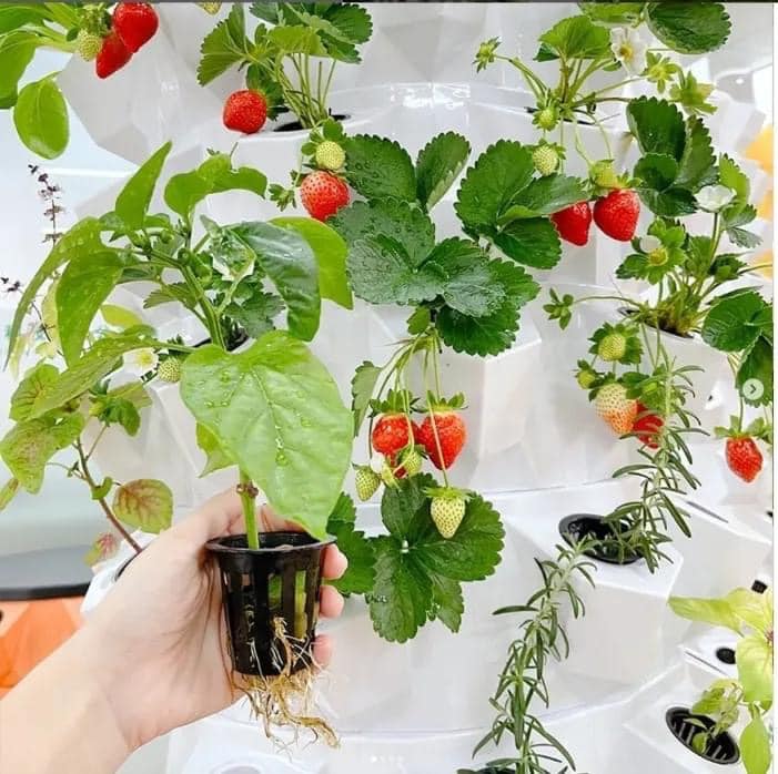 Pineapple Tower - 2025 New Design of Indoor and Outdoor Multi-layer Hydroponic Tower Soilless Cultivation Irrigation System