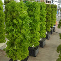 Mini Hydroponics Tower - 45 Holes Vertical Growing Systems Hydroponic Towers for Strawberry Tomato Lettuce Cabbage Vertical Tower Hydroponic Outdoor